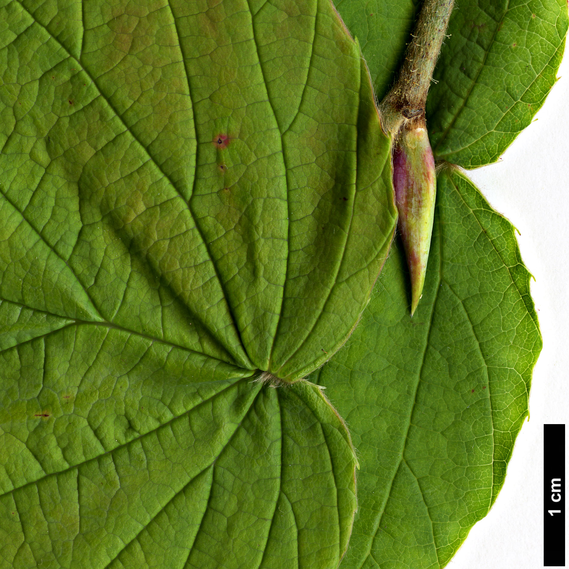 High resolution image: Family: Hamamelidaceae - Genus: Corylopsis - Taxon: himalayana - SpeciesSub: var. griffithii